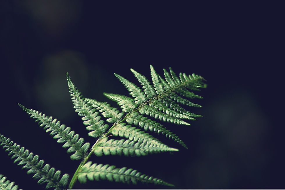 fern-5125873 (1).jpg