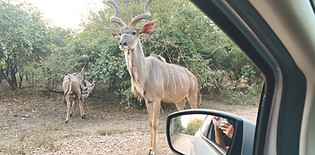 Kudu and impala grazing in the open savanna of Marloth Park, highlighting the variety of wildlife in the area.