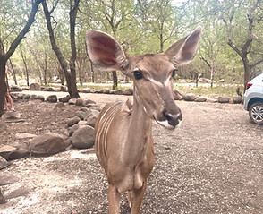 A kudu calmly walking through the savanna of Marloth Park, blending into the natural landscape.