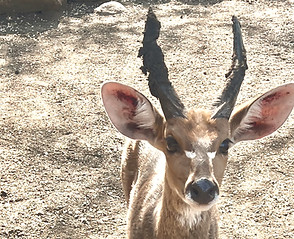 Close-up of a steenbok in Marloth Park, showcasing its small size and delicate features