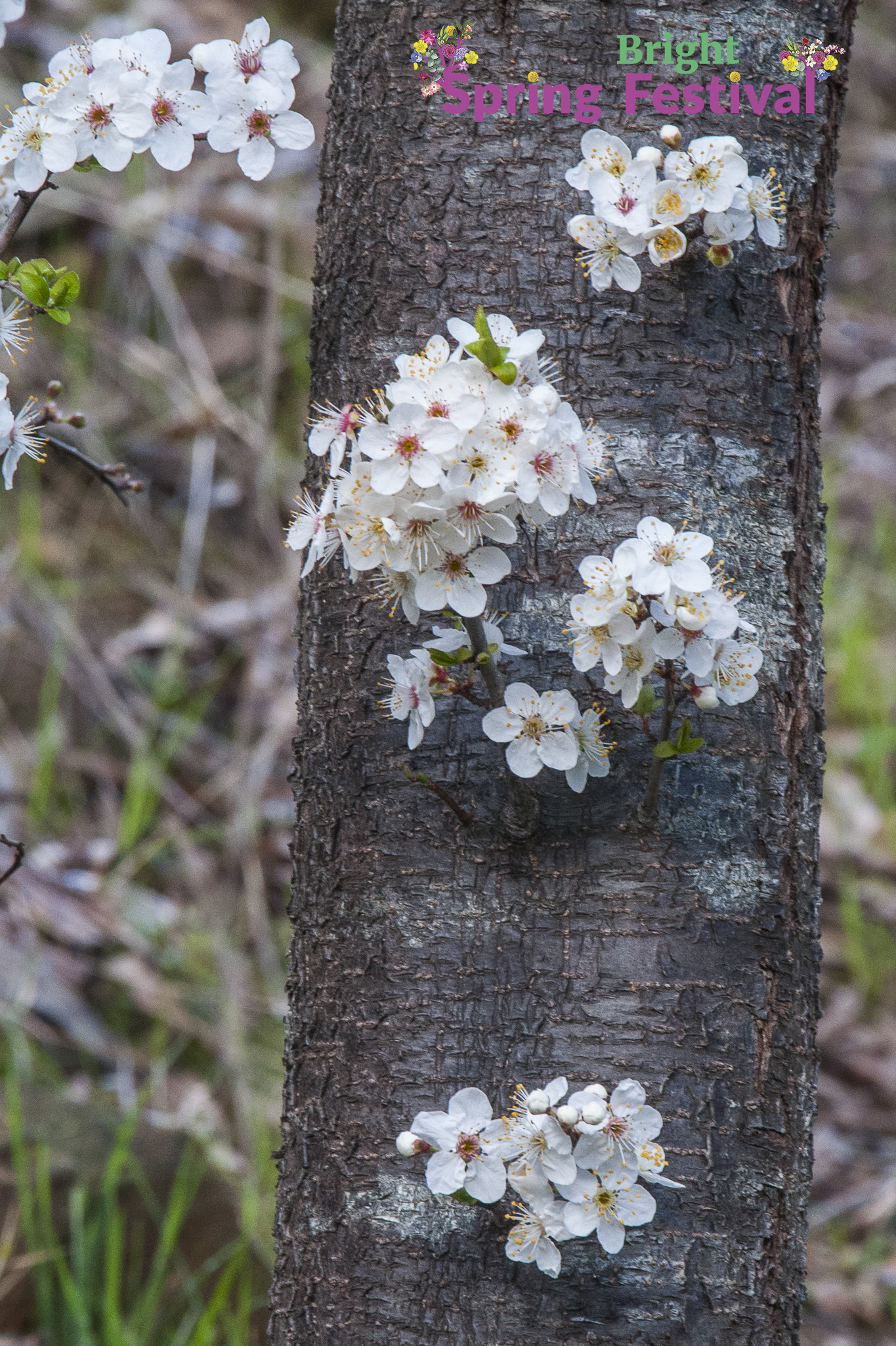 Brigh Spring Festival - 030
