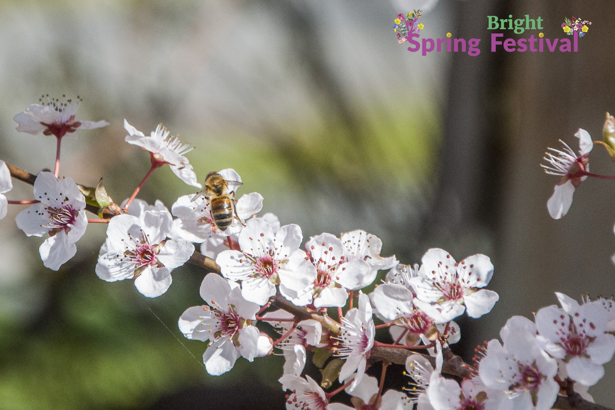 Brigh Spring Festival 1409 - 007