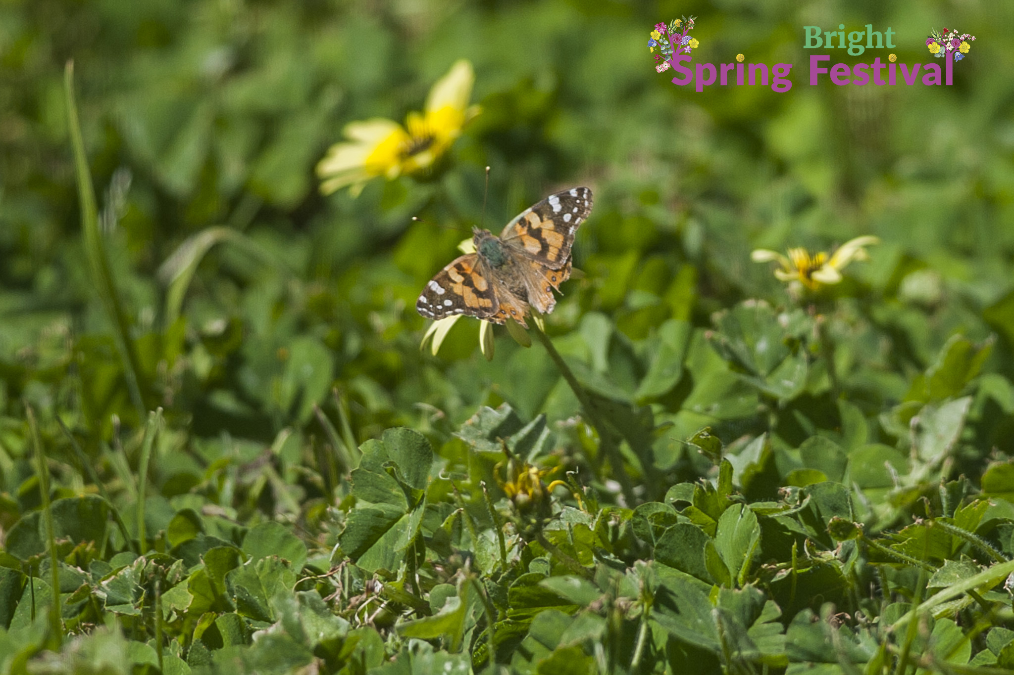 Spring Festival Butterfly and bee - 001.