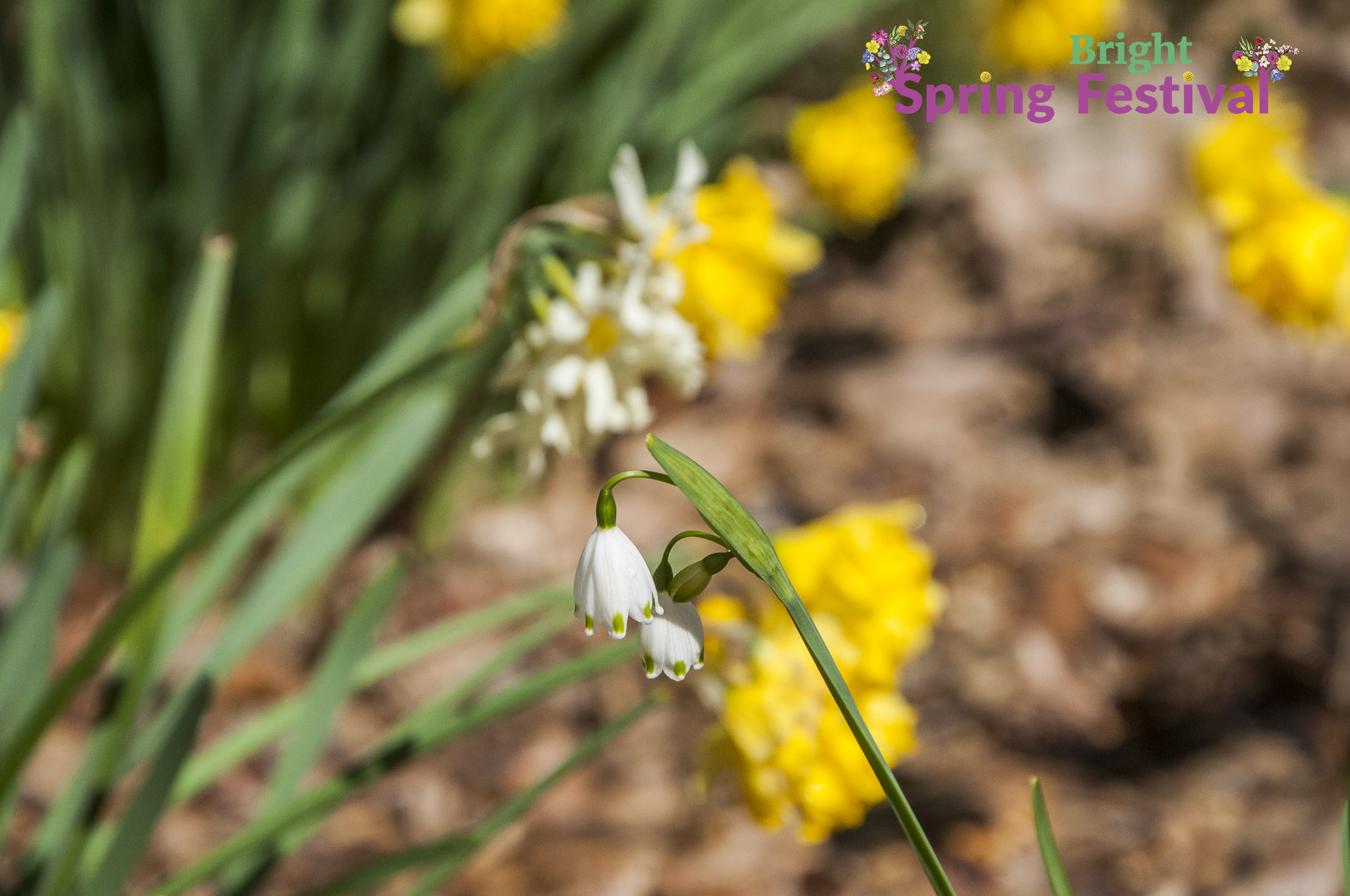 Brigh Spring Festival - 042