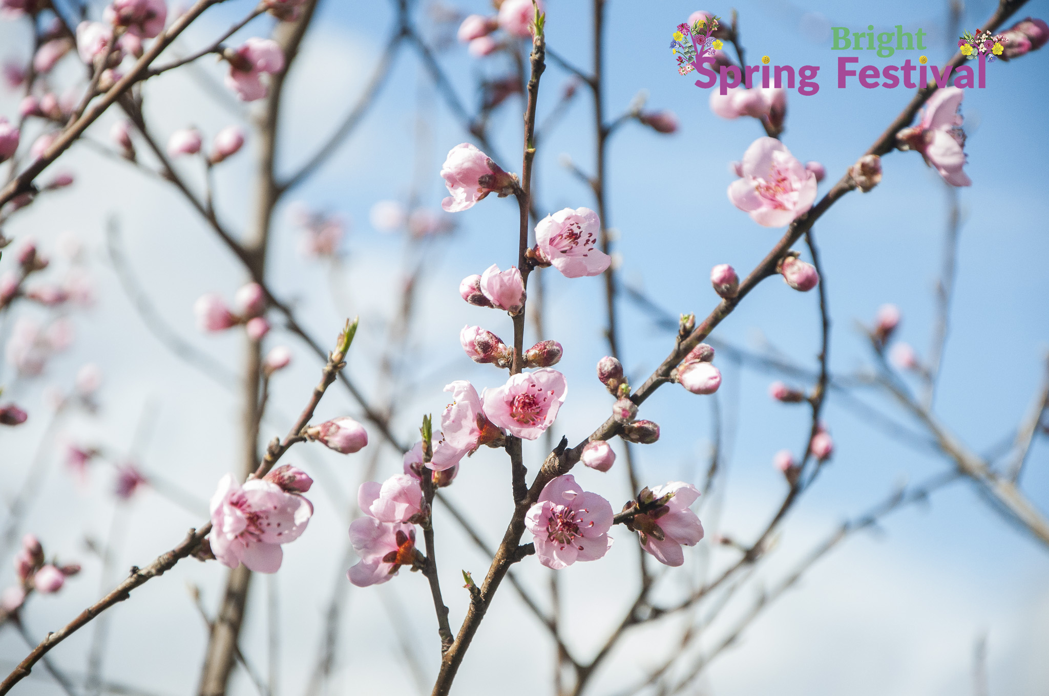 Brigh Spring Festival 1509 - 010