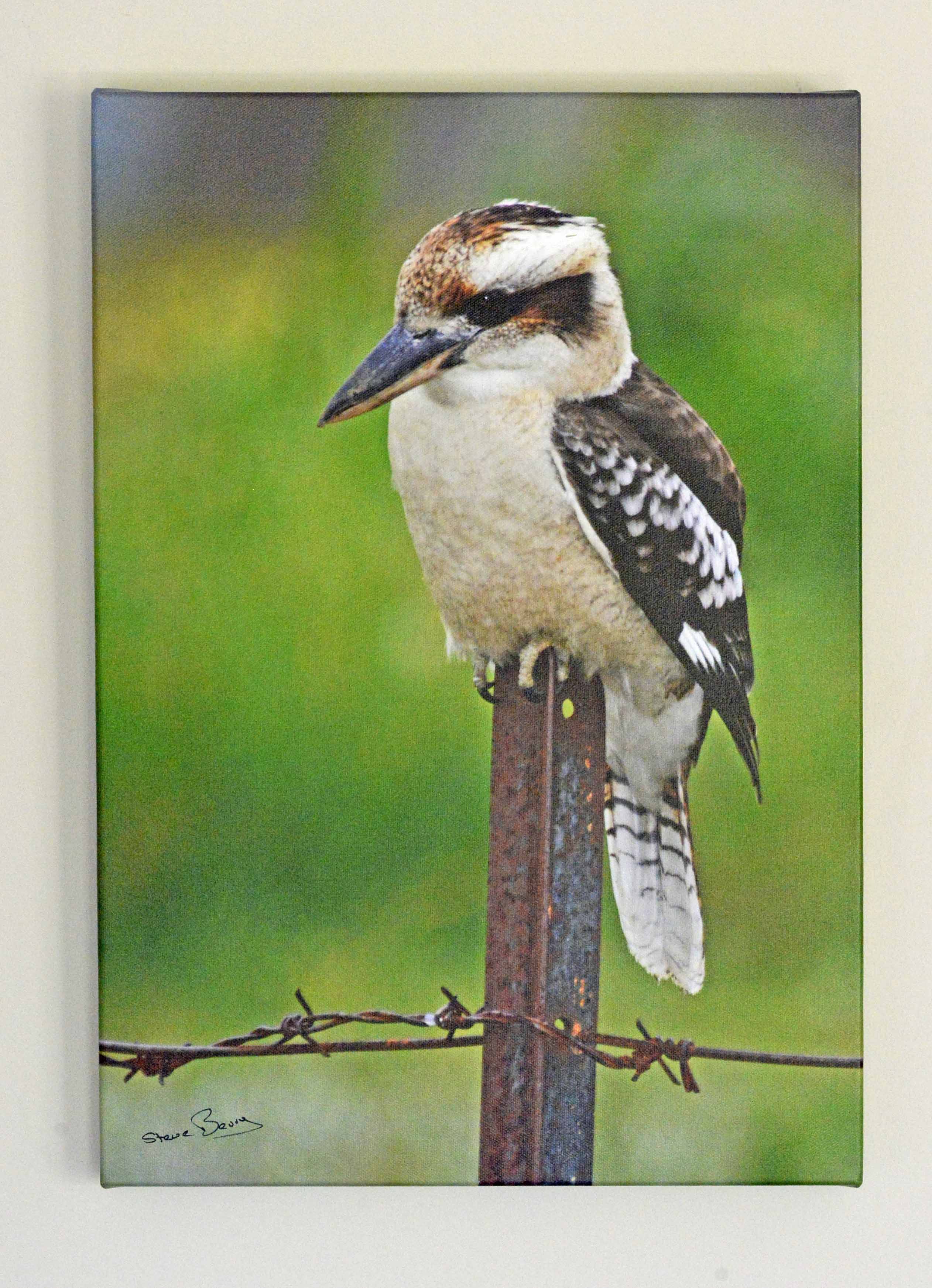 Kookaburra on Post