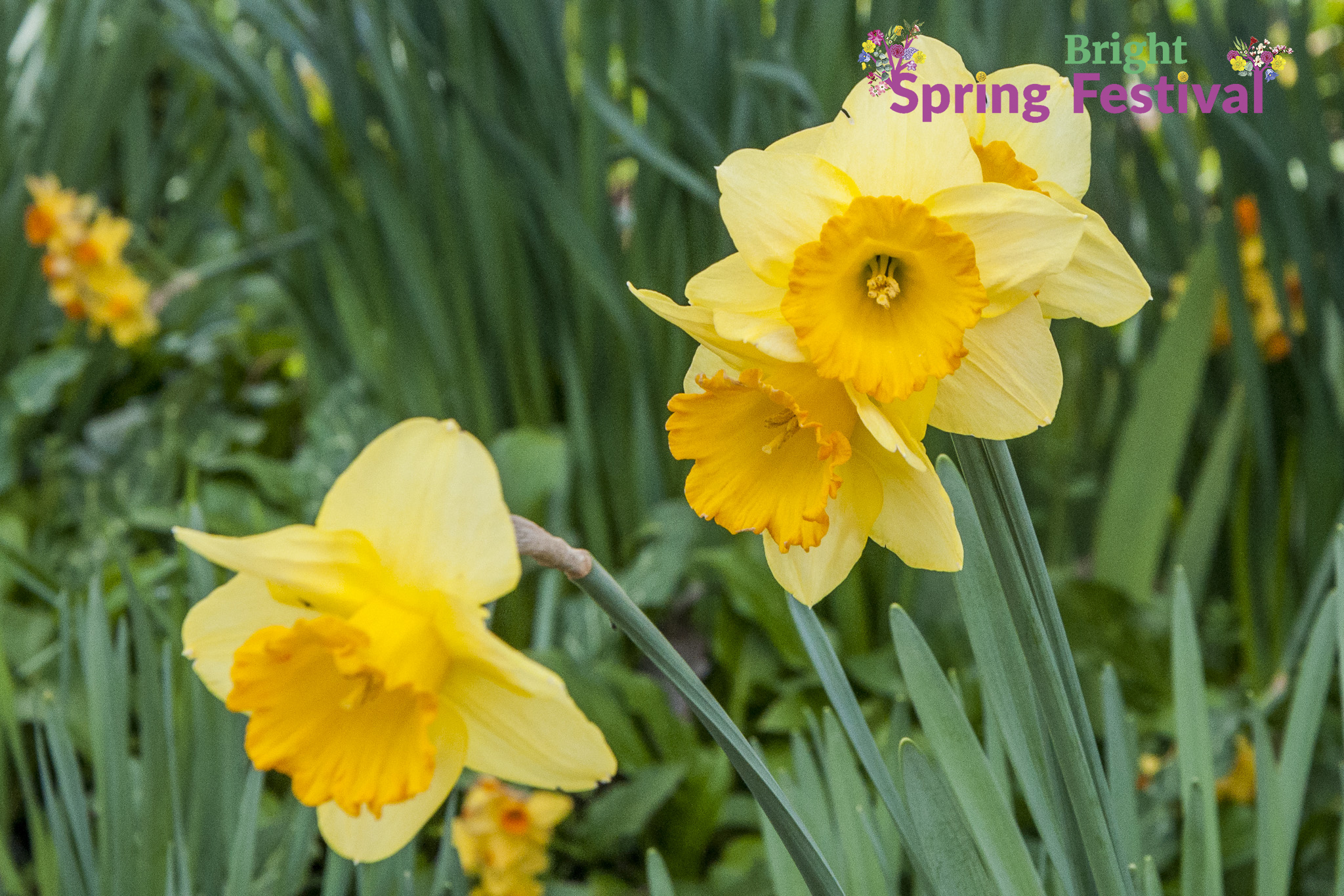 Brigh Spring Festival - 063
