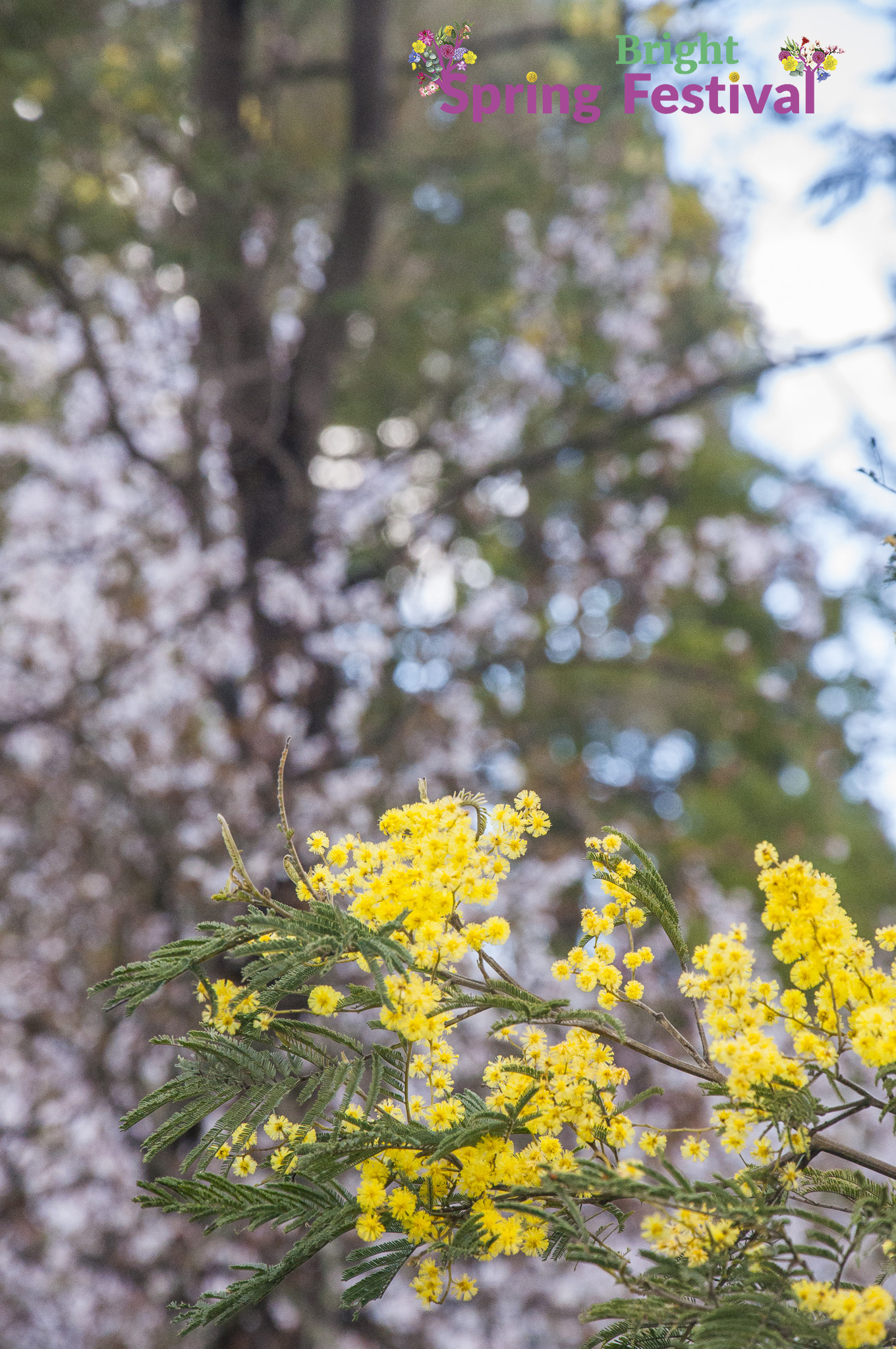 Brigh Spring Festival - 032