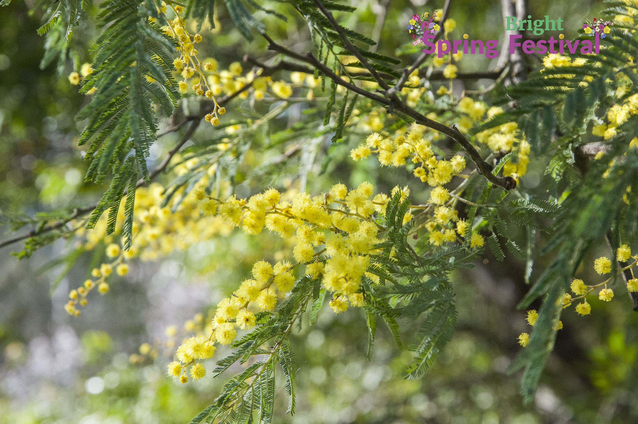 Brigh Spring Festival - 023