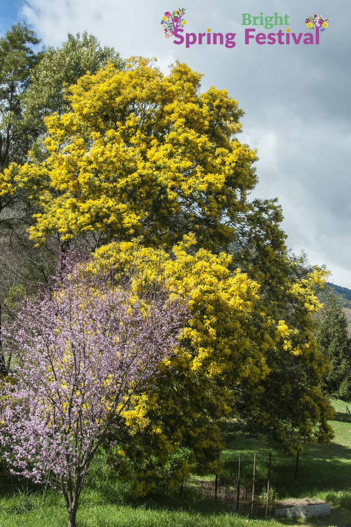 Brigh Spring Festival - 050