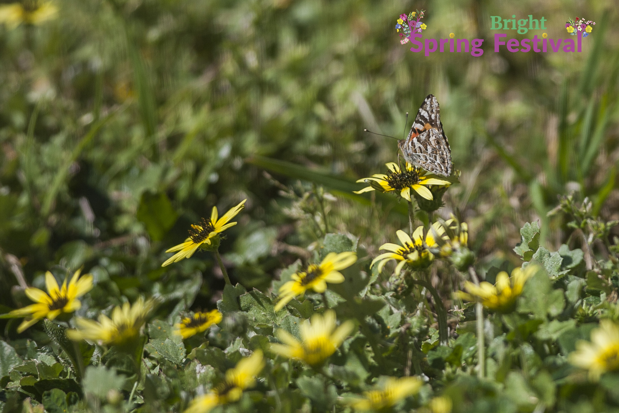 Spring Festival Butterfly and bee - 006.