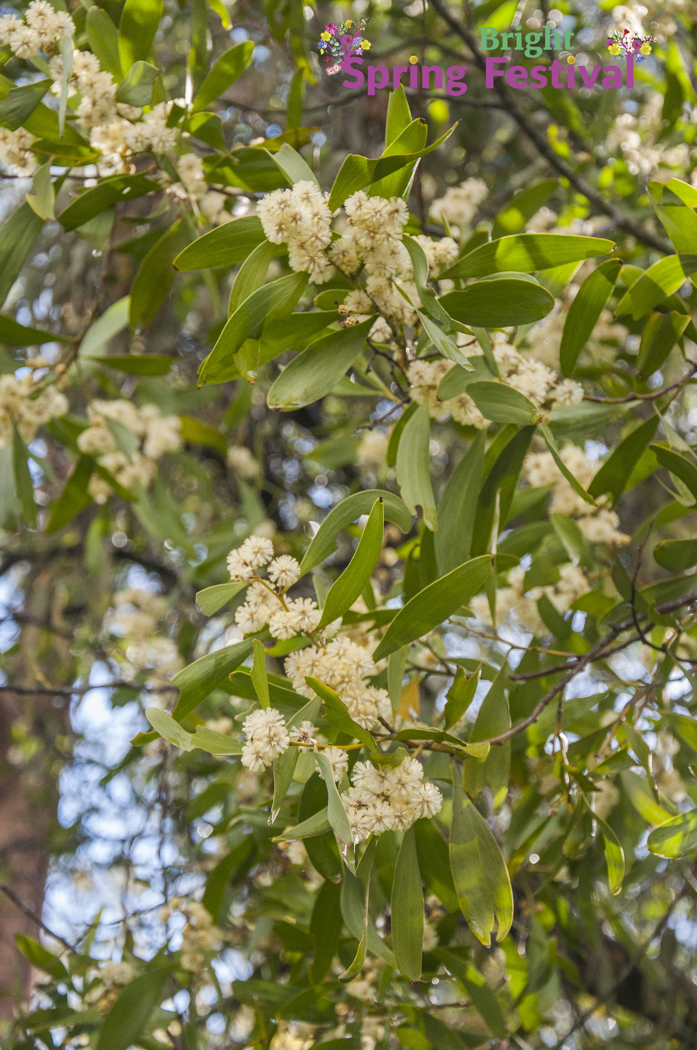 Brigh Spring Festival - 017