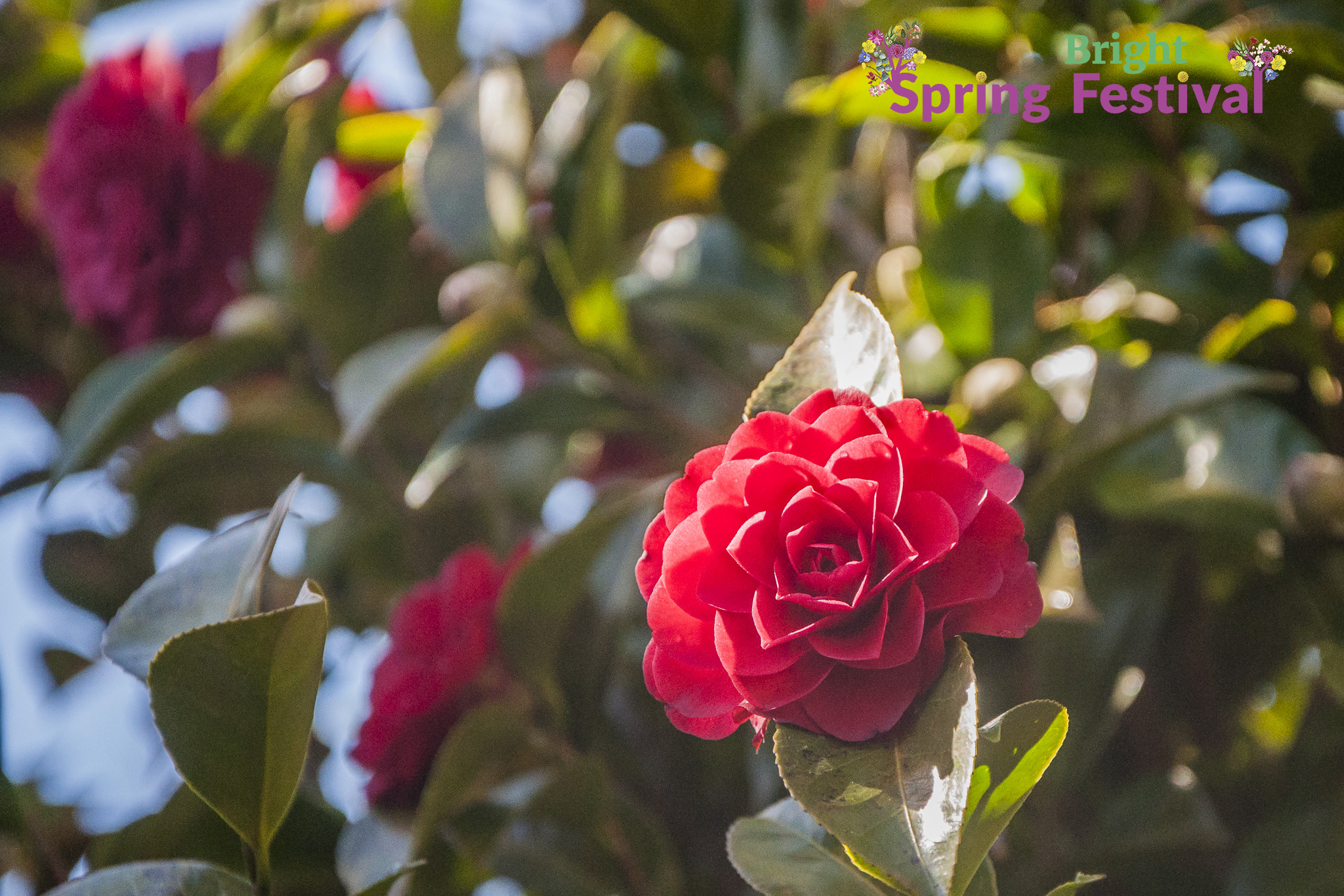 Brigh Spring Festival 1309 - 001