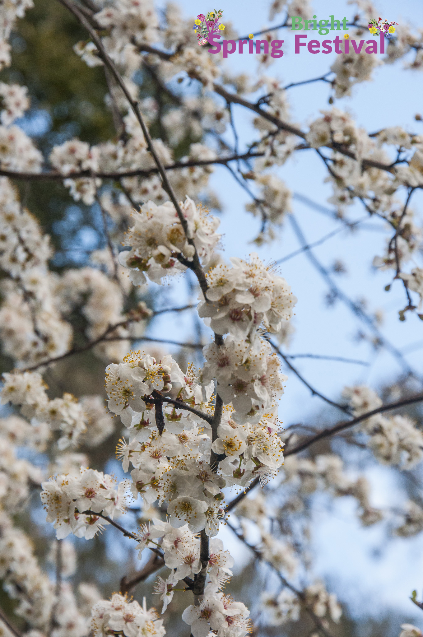 Brigh Spring Festival - 031