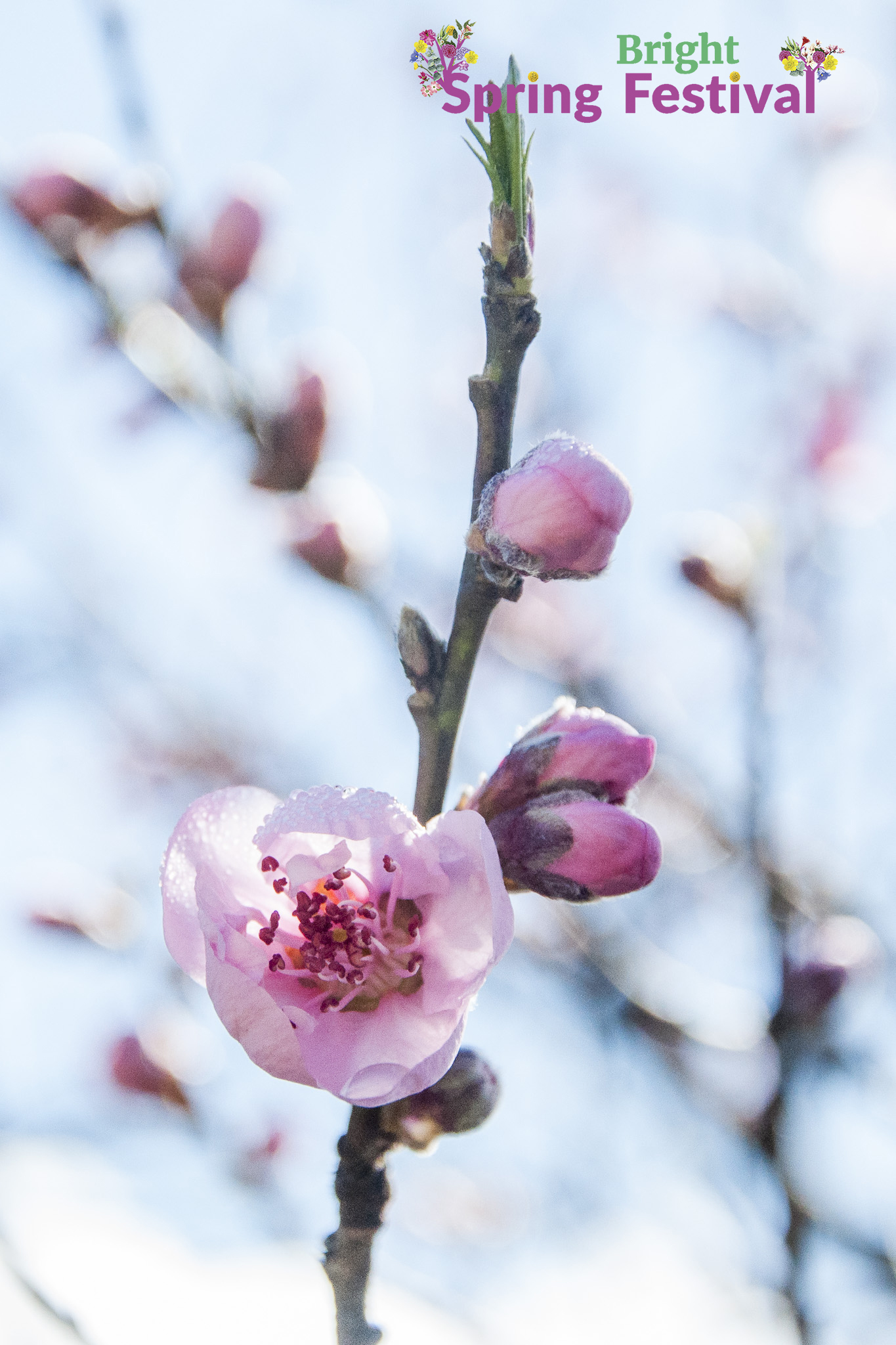 Brigh Spring Festival 1509 - 009