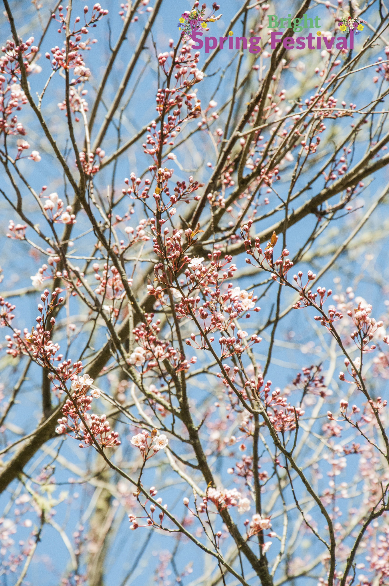 Brigh Spring Festival - 041