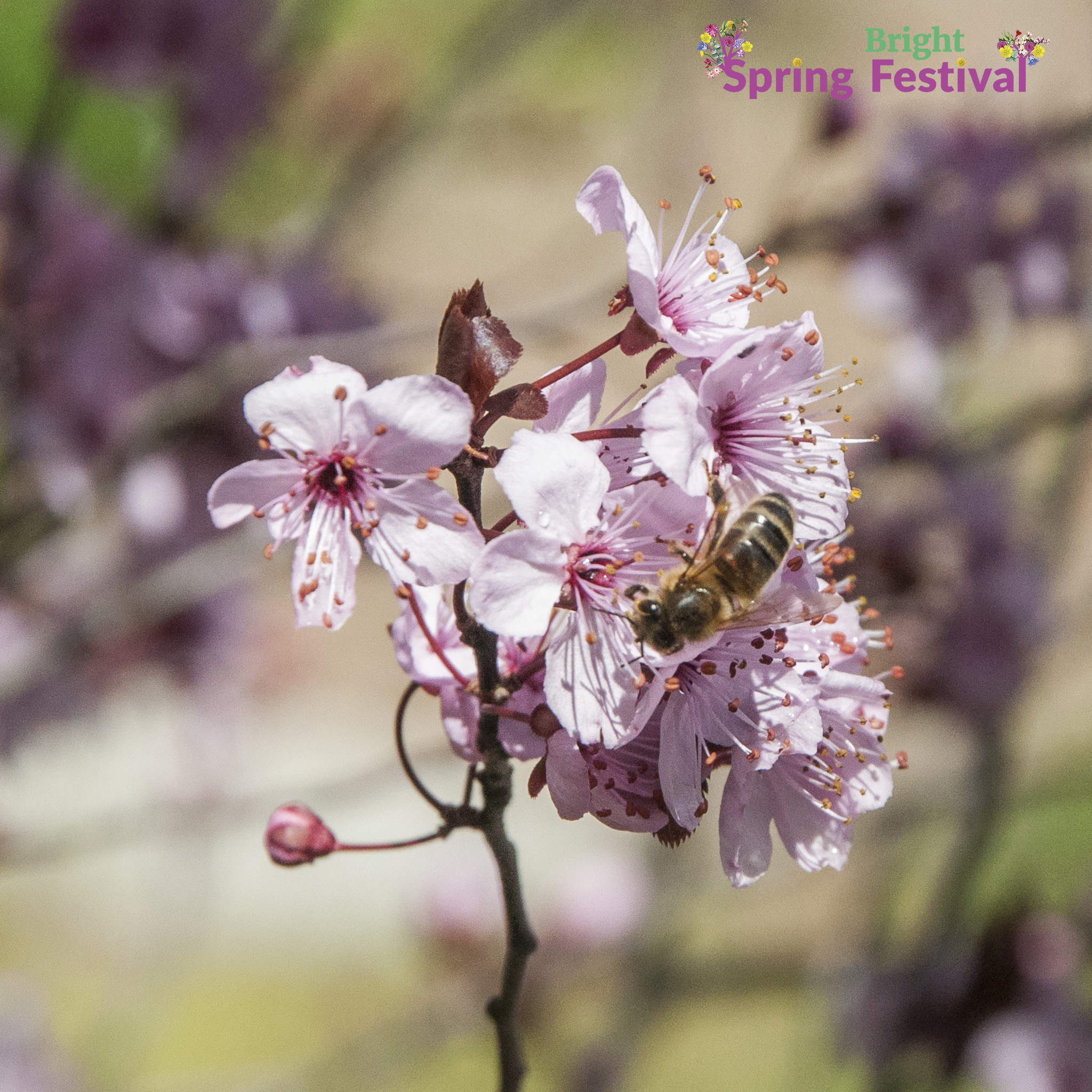 Brigh Spring Festival - 052