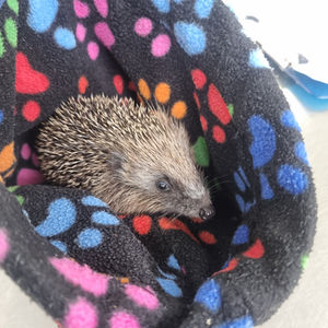 Thank you, Craven Trust