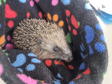 Thank you, Craven Trust