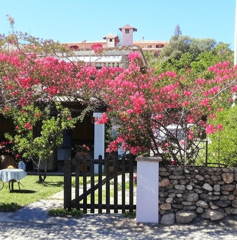BougainVilla