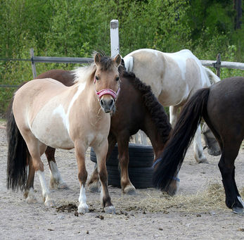 Plats i nybörjargrupp för vårterminen 2025