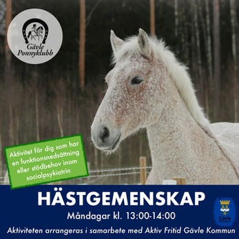 Välkommen att uppleva hästgemenskap!