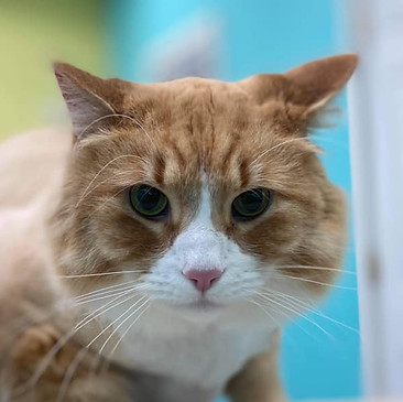 cat-2.jpg