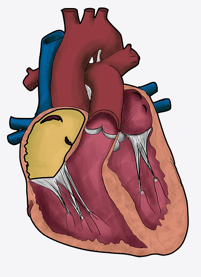 Left Atrium.001.jpeg