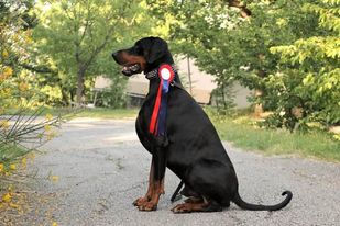 Pandor with bow.jpg