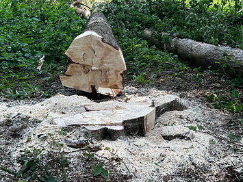 We provide professional arboricultural services for local authorities, commercial clients, landowners, developers, and private customers across North Yorkshire and the surrounding areas. Our experienced team delivers safe, reliable, and cost-effective tree management solutions, helping clients maintain healthy, safe, and well-managed environments.