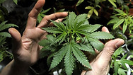 pot-1.jpg