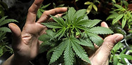 pot-1.jpg