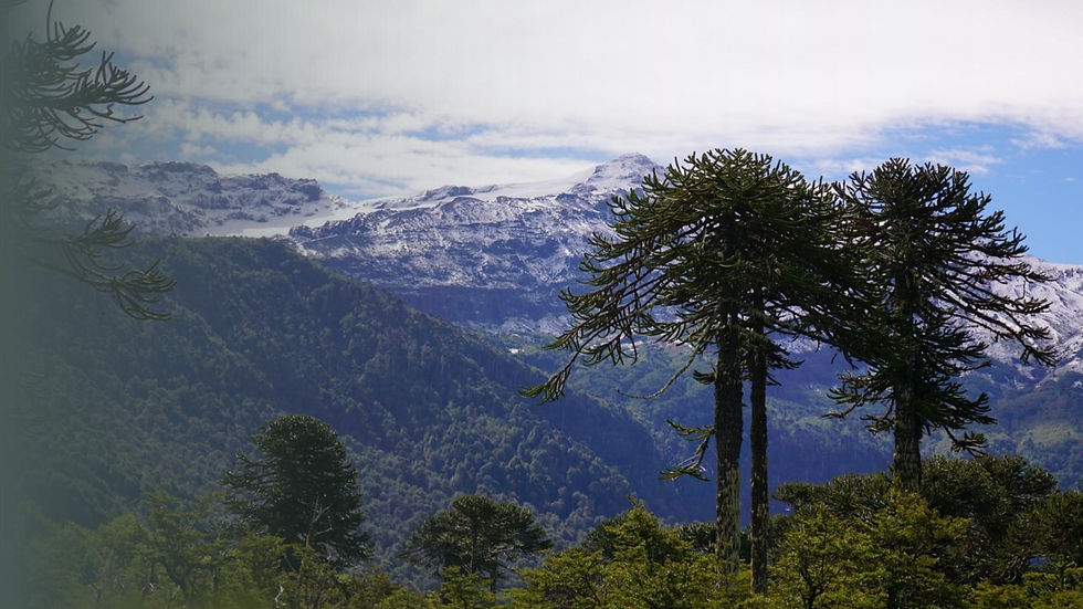 Araucaria trees overlooking forested mountains and snow-covered peaks in Northern Patagonia, Chile.