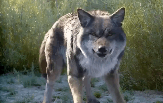 be4925e566d1df5b8fa8b2d0fe9dd512.gif