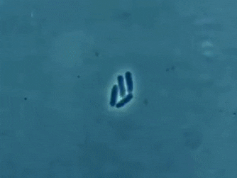 Div-Cel-binary fission.gif