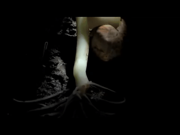 HDnjm8.gif