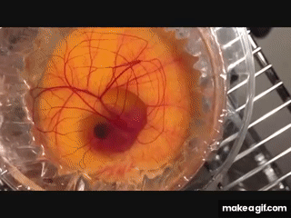 VRJQzX.gif