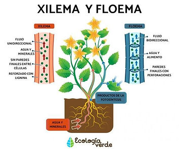 diferencia_entre_xilema_y_floema_3030_2_600.jpg
