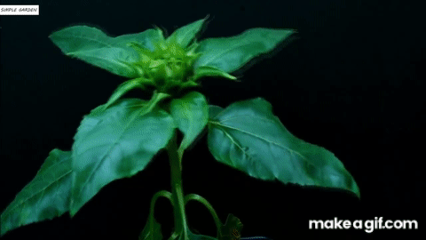 MzW1hA.gif