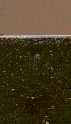 Sunflower_growing_time_lapse.gif