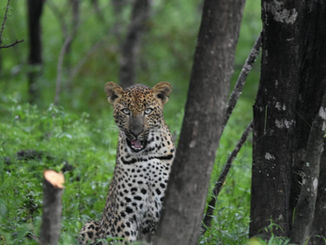 2 week Ranger Training exercise in South Africa