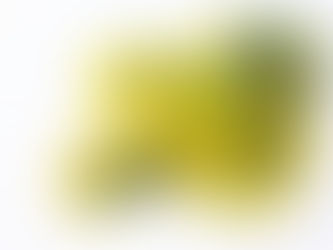 ミモザの花