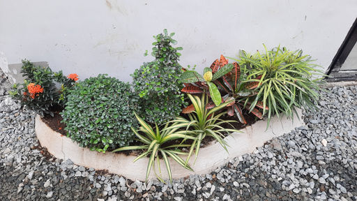 Araro Plantita.jpg