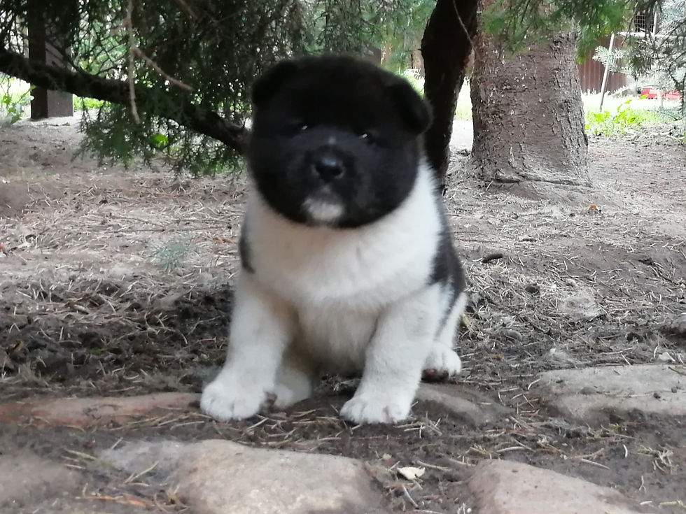 INGA