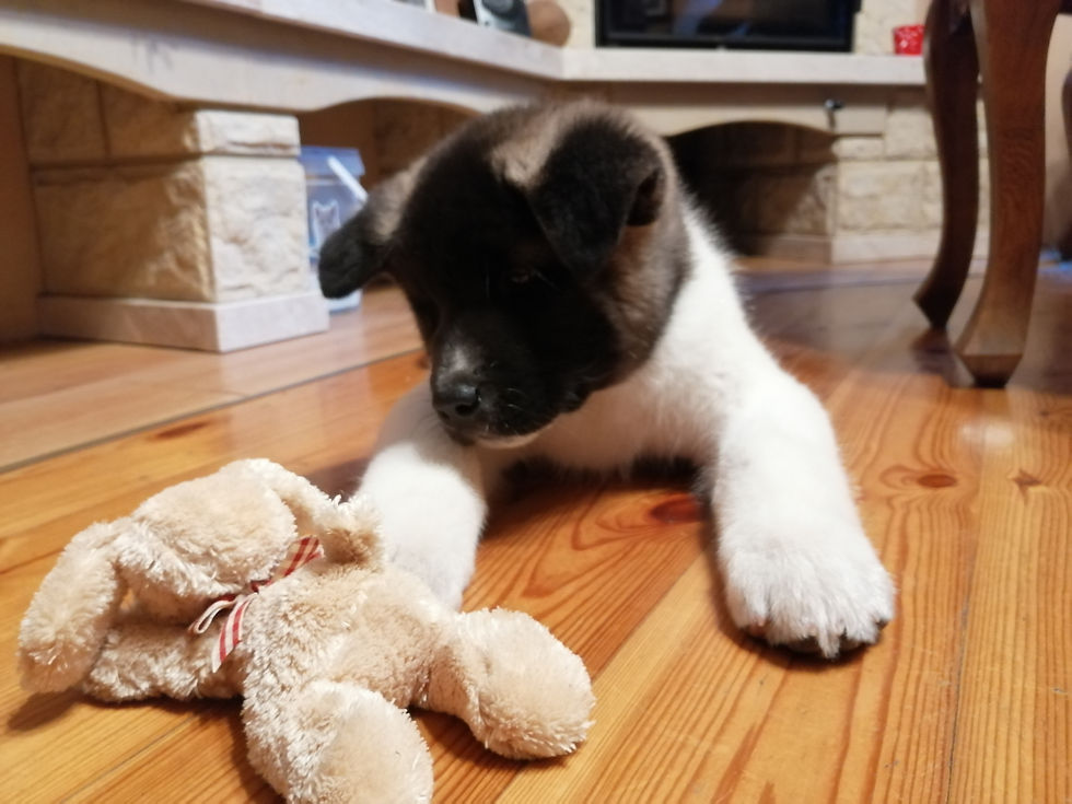 INDI