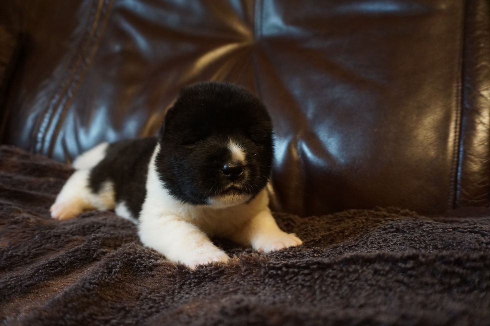 INDI