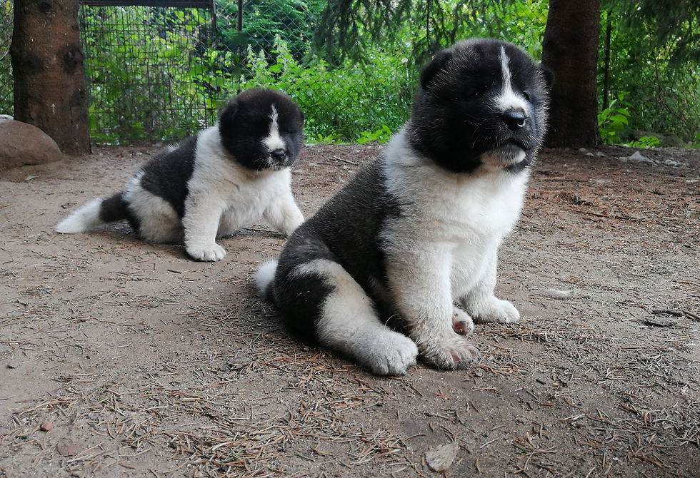 IZAR, IVAN