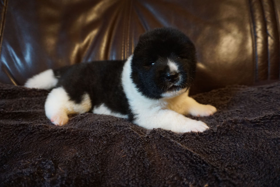 INDI
