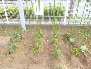 幼稚園で育てている野菜
