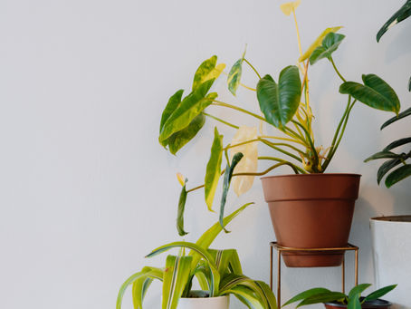 Supporting Tall and Lanky Plants: Moss Poles vs. Sticks